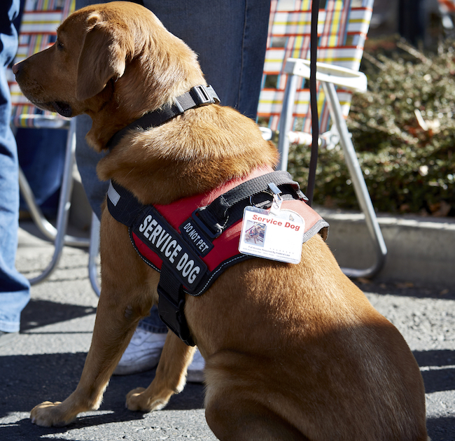 food-for-service-dogs-canadian-legacy-project